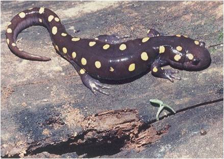 spotted salamander